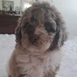 Aussiedoodle Puppies from Doodle Paws Pups