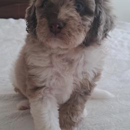 Aussiedoodle Puppies from Doodle Paws Pups