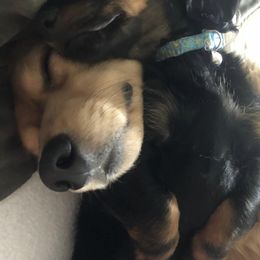 Dachshunds from Central Oregon weenies