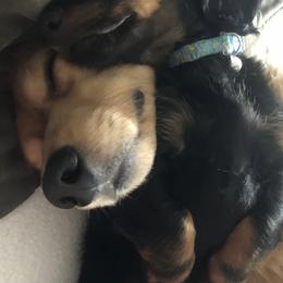 Dachshunds from Central Oregon weenies