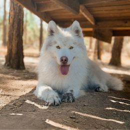 Evander - Siberian Husky