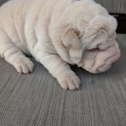 Girl 3 - White female Chinese Shar-Pei puppy in Autryville, North Carolina from T&D'S Razen Wrinkles Shar-pei