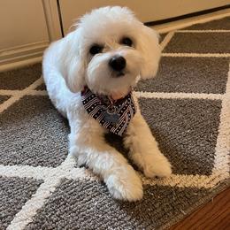 Coton de Tulear and Poodle Puppies from Legacy Pets