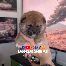 KIRI - Red female Shiba Inu puppy in Minnesota from BonsaiShibas
