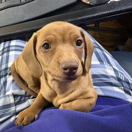 Chocolate based red - Red male Dachshund puppy in Lubbock, Texas from It’s a Hot Mess
