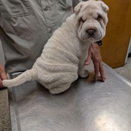 Girl 3 - White female Chinese Shar-Pei puppy in Autryville, North Carolina from T&D'S Razen Wrinkles Shar-pei