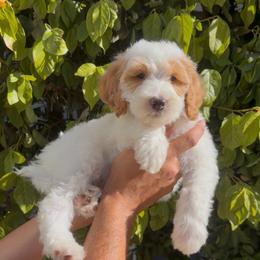 Anthony - Parti male Goldendoodle puppy in Barstow, California from Golden Desert Doodles