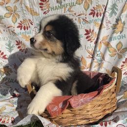 Maple - Black tri-color male Australian Shepherd puppy in Corinna, Maine from Windfall Homestead