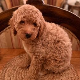 Lucky - Apricot - Apricot male Goldendoodle puppy in Lancaster, California from Kid's Best Doodle