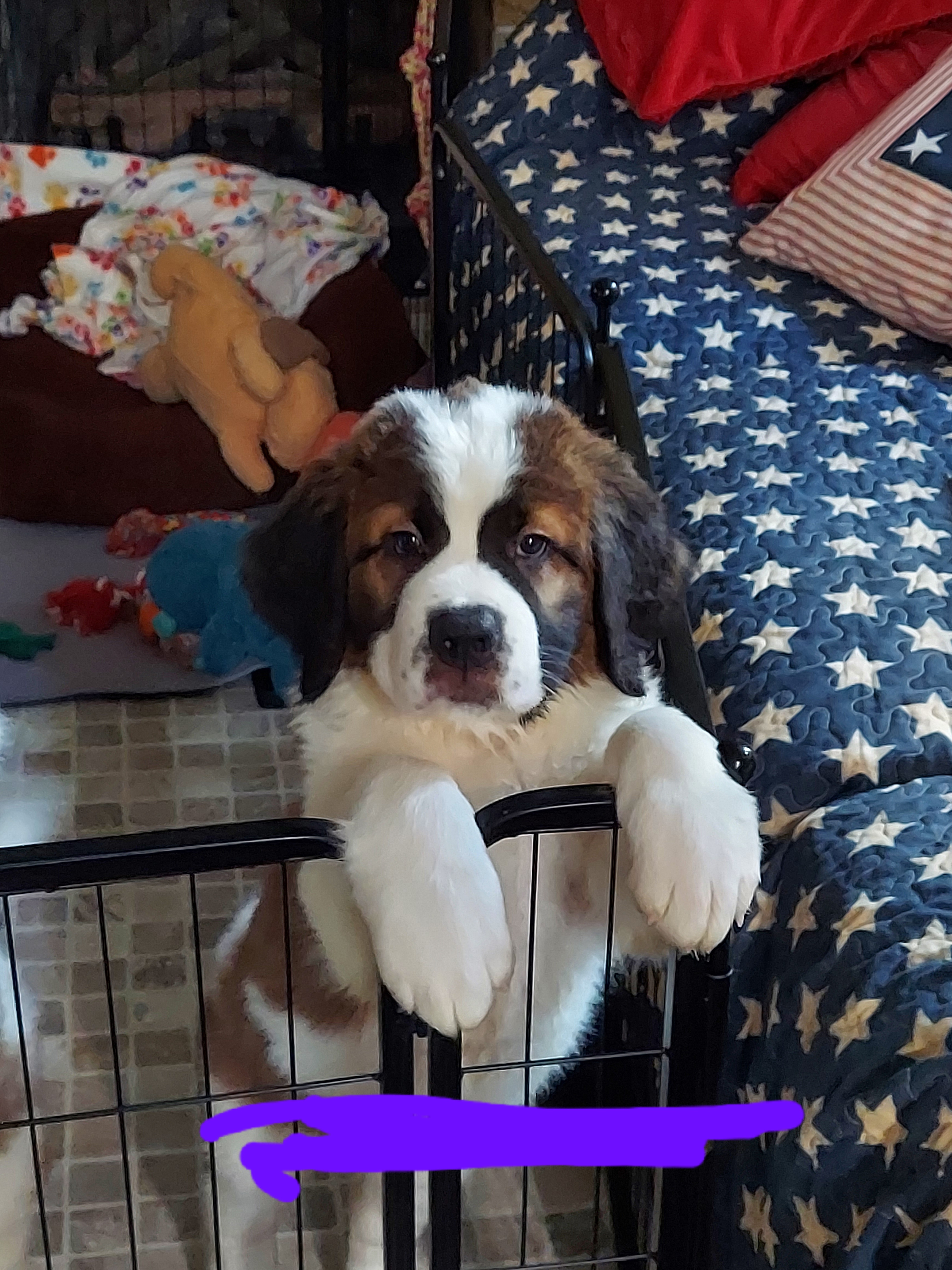 Purple - Girl 1 - Brown and white Saint Bernard puppy in Lower  Burrell, Pennsylvania from Fizzy Saints