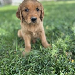 Golden Retriever Puppies from Royal Red Retrievers