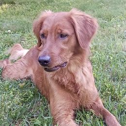 Ella - Golden Retriever