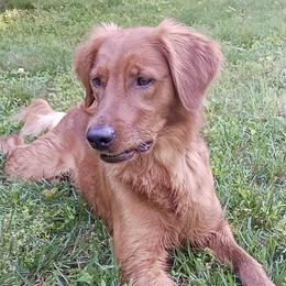 Ella - Golden Retriever