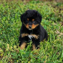 Full Tail - Lorelai - Black tri Miniature Australian Shepherd puppy in Mc Alester, Oklahoma from Angel's Aussies