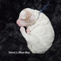 Boy 3 - Red male Labradoodle puppy in Payson, Utah from Utah County Labradoodles