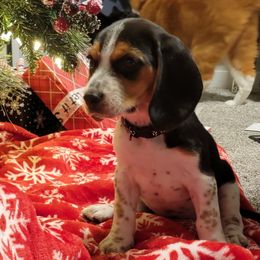 Beagle Puppies from Nse Farms Beagles