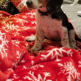 Beagle Puppies from Nse Farms Beagles