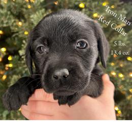 Iron Man - Red Collar, Black Male - 3,500 - Black male Labrador Retriever puppy in Eaton Rapids, Michigan from Higher Ground Labradors