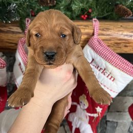 Red - Golden male Golden Retriever puppy in La Salle County, Illinois from UpSouth Golden Retrievers