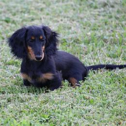 Dachshunds from Falcos Run