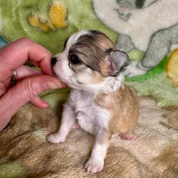 Toffee - Fawn and white male Chihuahua puppy in Canton, Ohio from Elysium Fields Chihuahuas