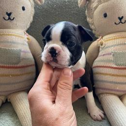 Theo - Black brindle and white male Boston Terrier puppy in Tampa, Florida from Bayshore Boston Terrier’s