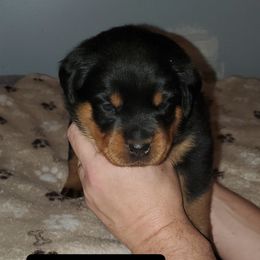 Rottweiler Puppies from vom Helligkeit