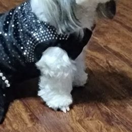 Shih Tzus from Cevie Pups