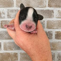 Captain - Black and white male English Springer Spaniel puppy in Fort White, Florida from Thunderbird Springers