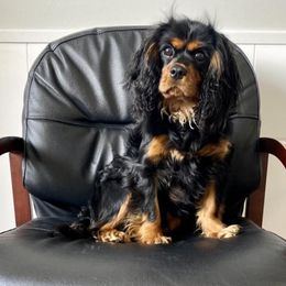 Cavalier King Charles Spaniels from Pine Haven Cavaliers