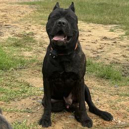 Cane Corso puppies from TopNotch Corsos