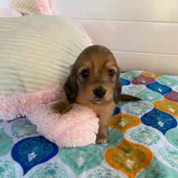 SCG- Jacie - Cream female Dachshund puppy in Wolf Lake, Indiana from Canisteo Dachshunds