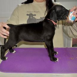 Penelope - Black and white female Great Dane puppy in Chapmansboro, Tennessee from Balthrop Bend Farms