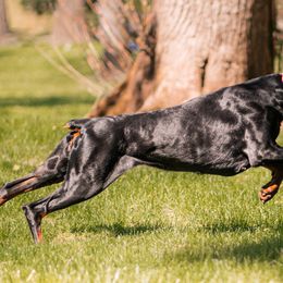 Doberman Pinschers from Blacklist Dobermans