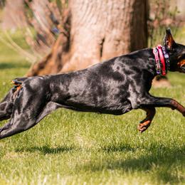 Doberman Pinschers from Blacklist Dobermans