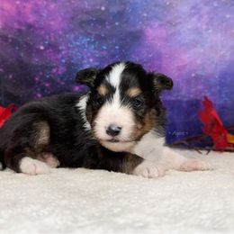 Boba - Black white and tan male Shetland Sheepdog puppy in Elk, Washington from Asgard Shetland Sheepdogs