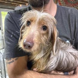 Luke - Dachshund