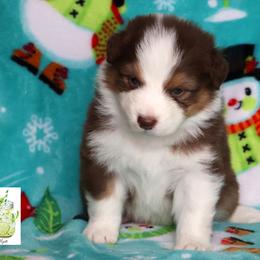 Mojito - Red tri-color male Australian Shepherd puppy in Springville, New York from RisingStar Australian Shepherds