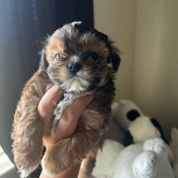 Bambi - Black and tan female Shih Tzu puppy in Patterson, California from Ivy Ozz Pups