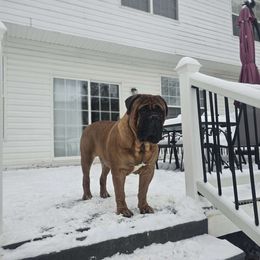 Ceasar - Bullmastiff
