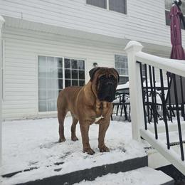 Ceasar - Bullmastiff