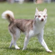 Alaskan Klee Kai from Aspen Veil Klee Kai