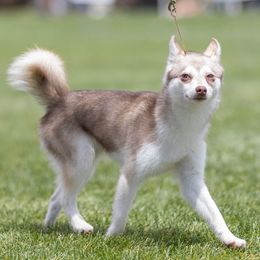 Alaskan Klee Kai from Aspen Veil Klee Kai