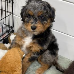 Applejack - Blue merle male Aussiedoodle puppy in Heber City, Utah from Junipersdoodles
