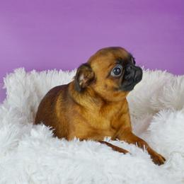 Daisy - Brussels Griffon
