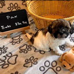 Pax - Parti male Assorted Doodle Crosses puppy in Auburn, Massachusetts from Poochon Paw