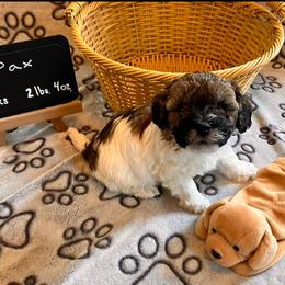 Pax - Parti male Assorted Doodle Crosses puppy in Auburn, Massachusetts from Poochon Paw