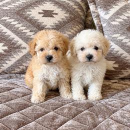 Bay - Cream male Havapoo puppy in Norwood, Missouri from Neuroth Pup Co.