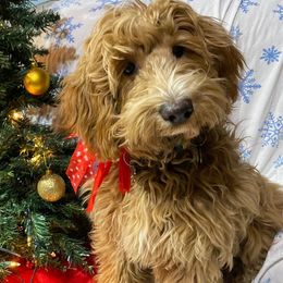 Foxy - Australian Cobberdog