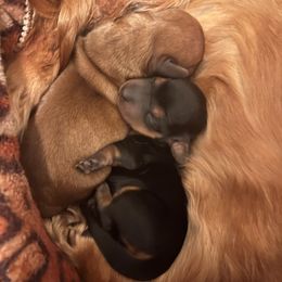 Boy 1 - Red male Dachshund puppy in Windsor, Colorado from Murry’s minis